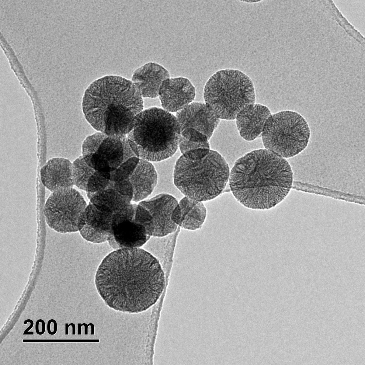 Nanopartículas mesoporosas de sílice obtenidas con TEM (microscopio de transmisión electrónica), con las que trabaja Daria Lebed