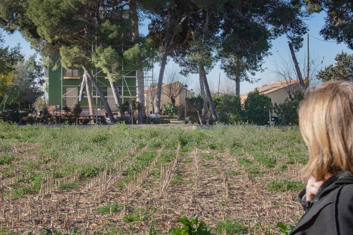 Terrenos agrícolas de propiedad municipal en la huerta tradicional de Rojales junto al museo de la huerta