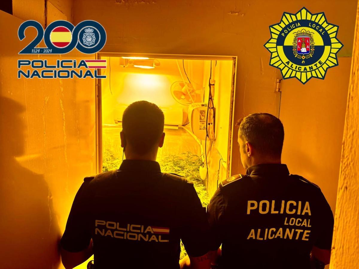 Agentes junto a la plantación de marihuana.