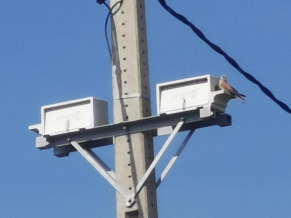 Suports en torres per a la cria del xoriguer petit.