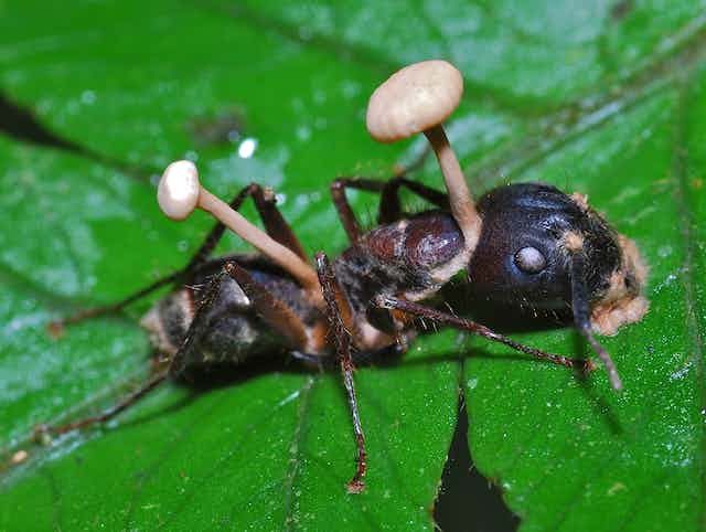 Una hormiga momificada por el ataque de un Ophiocordyceps cuyos estromas emergen del cuerpo del insecto.