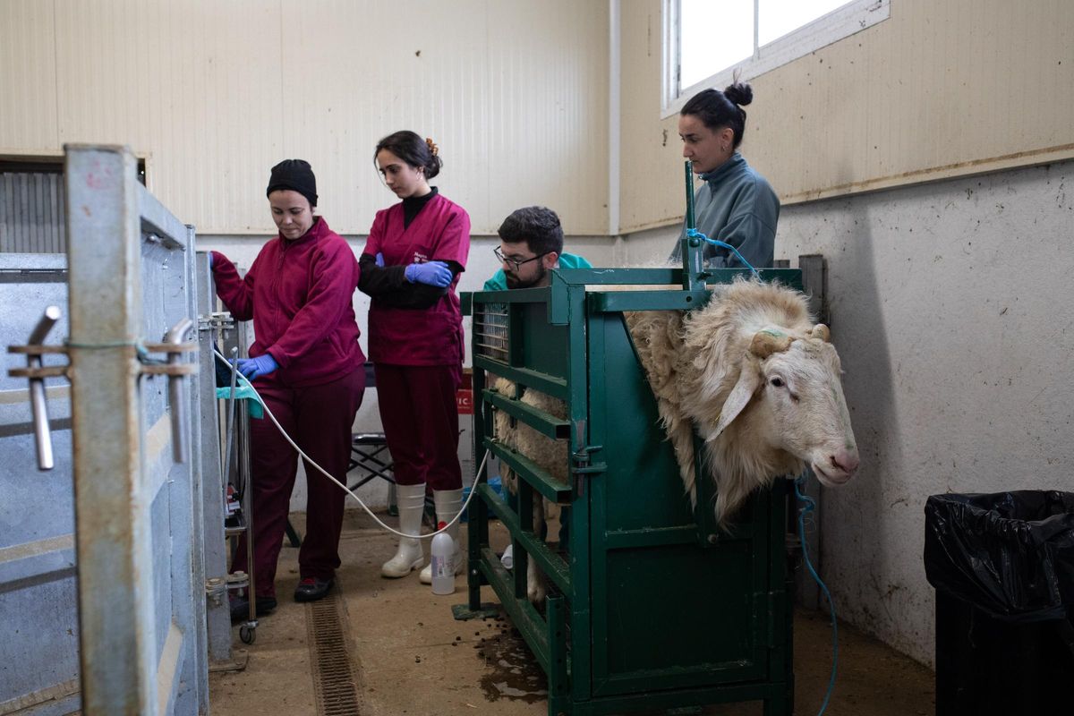 Un profesor con estudiantes de Veterinaria de a Universidad de León