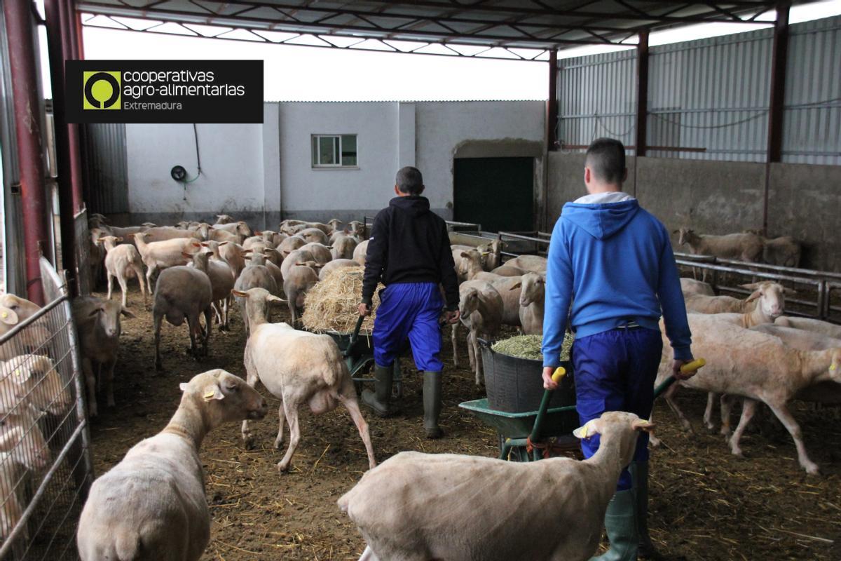 Trabajos de manejo de ejemplares de ovino en una cooperativa.