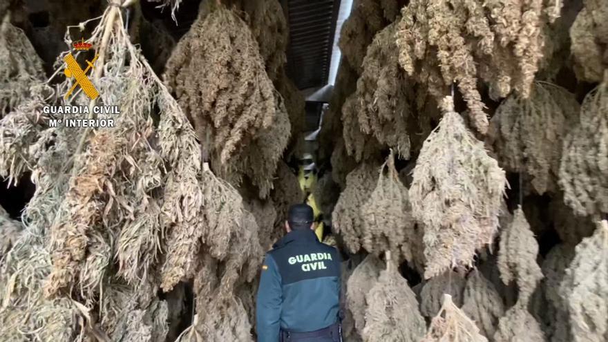 Los agentes tuvieron que introducirse en un bosque de marihuana dentro de la nave