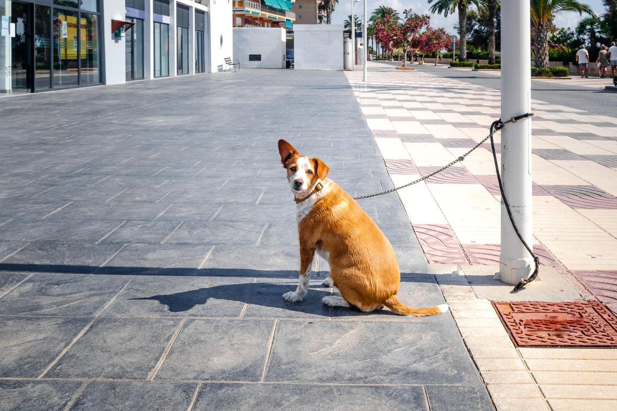 Entrar en una tienda y dejar al perro atado fuera ya no solo es una práctica desaconsejable, sino una conducta sancionable en España.