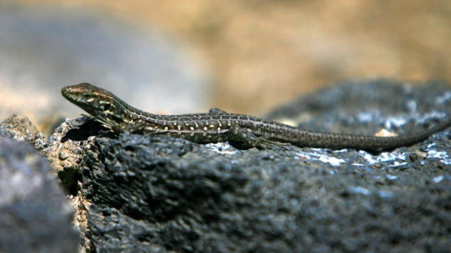 Lagarto en el Parque Nacional del Teide.