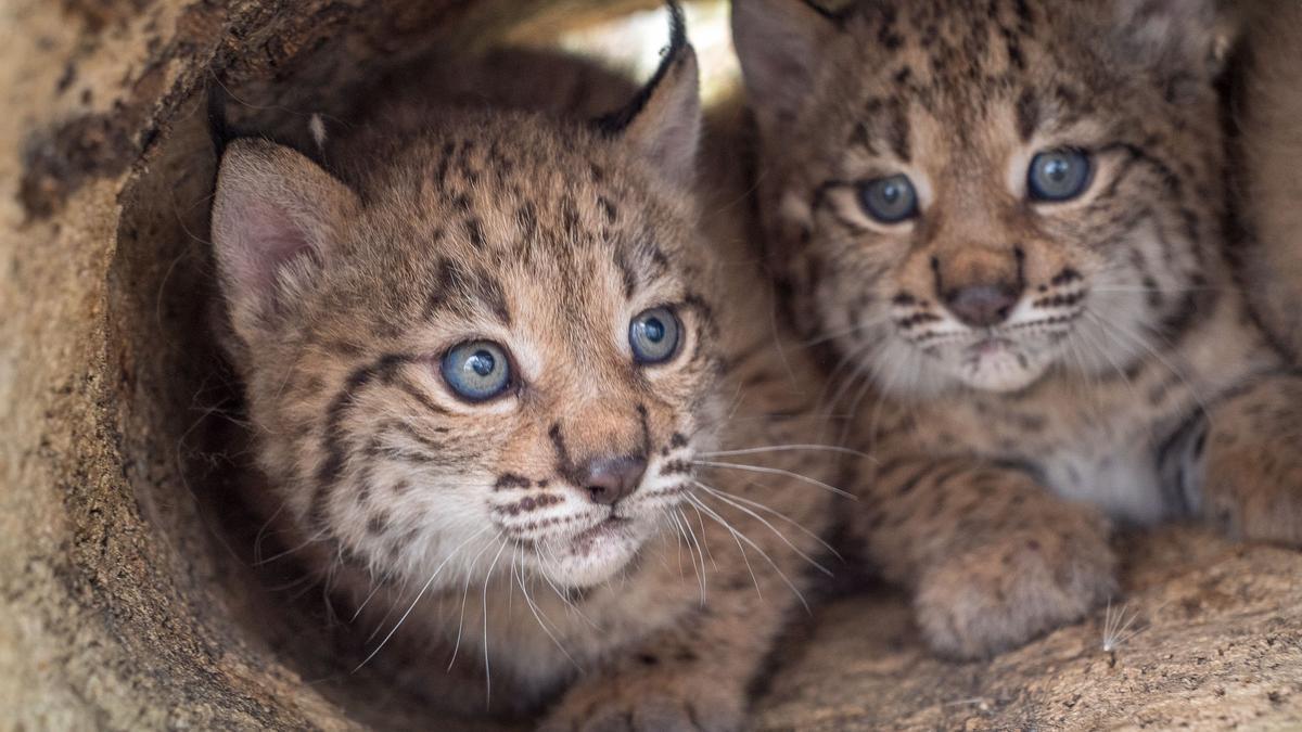 ¿Ha regresado el lince ibérico a Madrid?