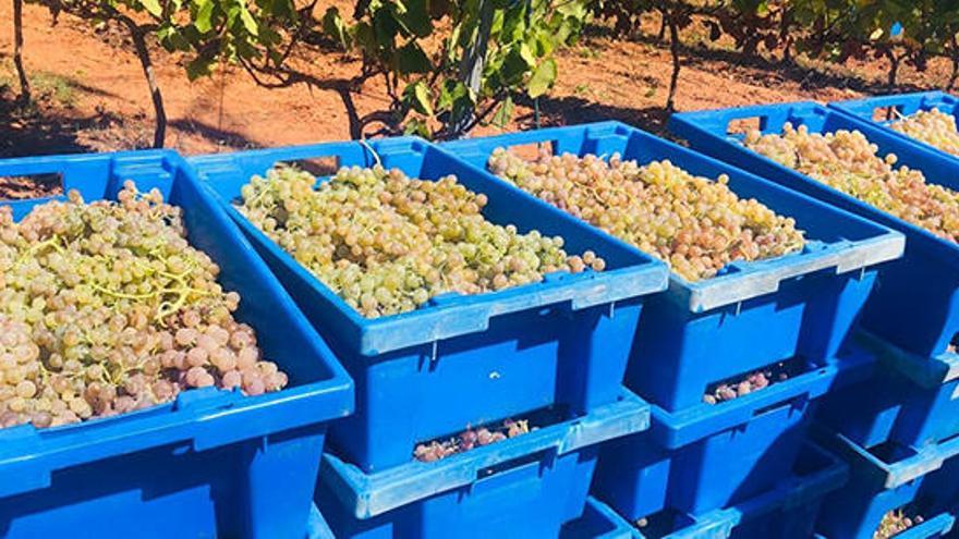Bodega Ibizkus ha cosechado 96,5 toneladas de uva este 2020.