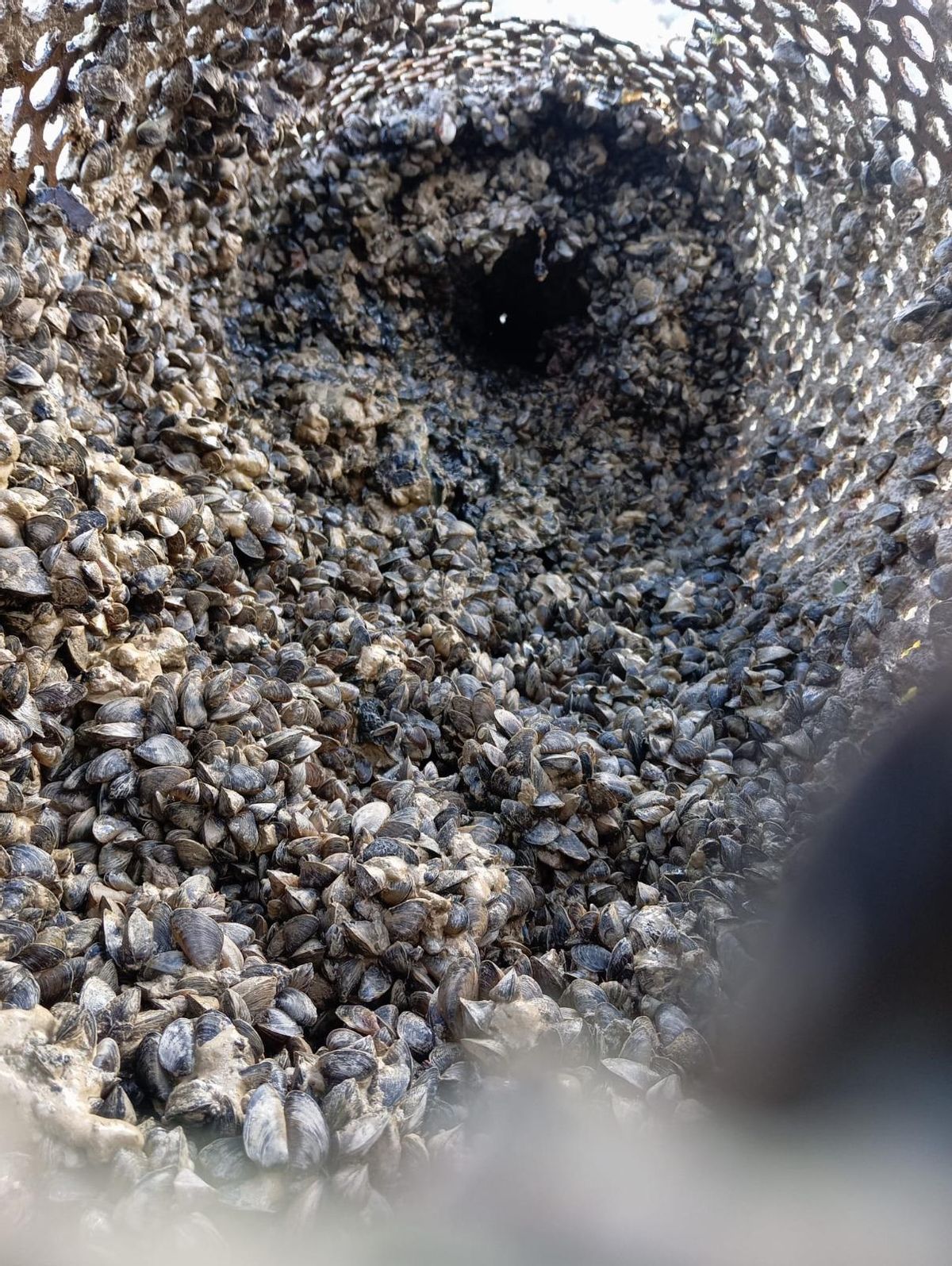 Salida de una de las balsas de regulación con mejillones cebra adheridos a su superficie.