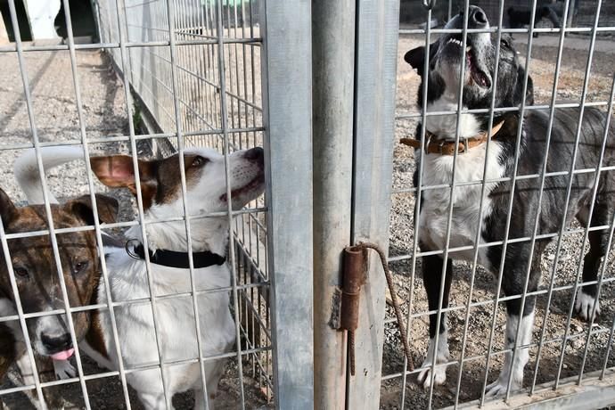 05/02/2020 CARBONERAS. SANTA LUCIA DE TIRAJANA. Inauguración del CETA, Centro de Estancia Temporal de Animales .   Fotógrafa: YAIZA SOCORRO.  | 05/02/2020 | Fotógrafo: Yaiza Socorro