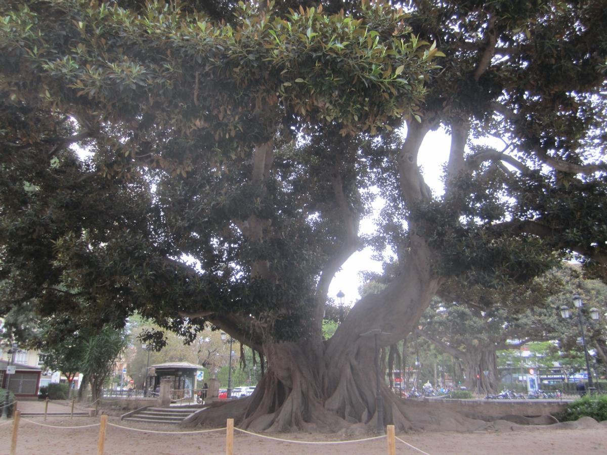 Reforma del entorno del ficus monumental del Parterre.