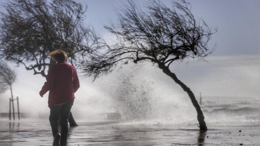 Hohe Wellen und umgestürzte Bäume: So wütete der Sturm auf Mallorca