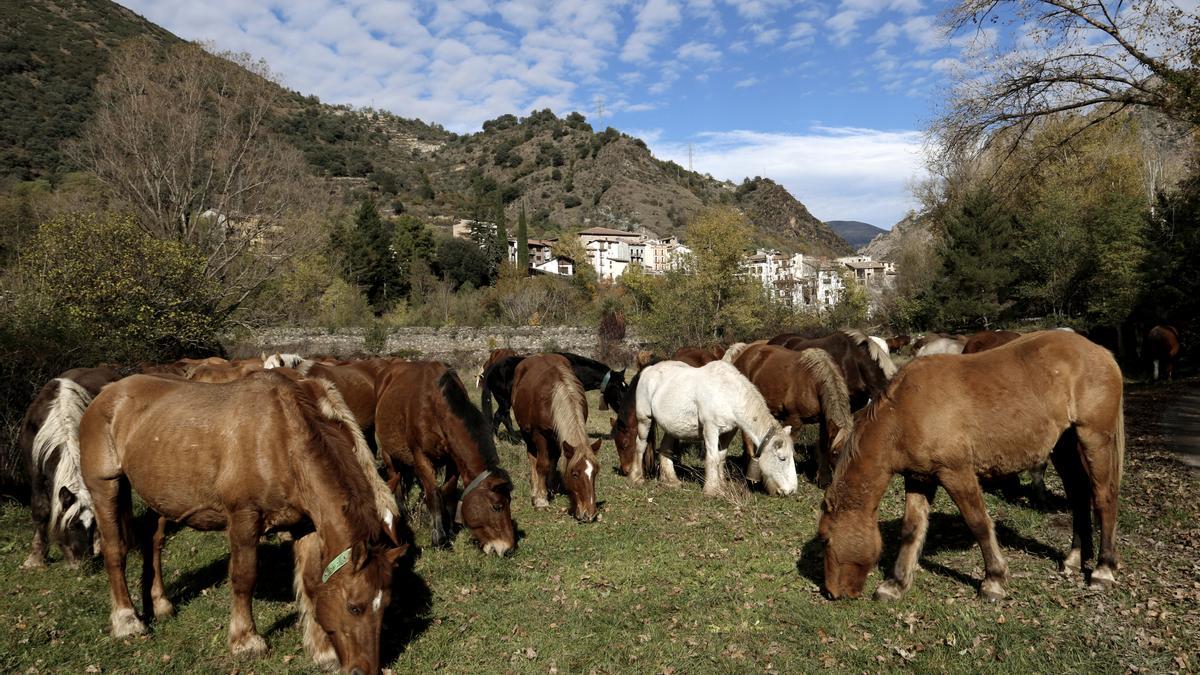 Más de 200 caballos de trashumancia cruzan todo el Pallars Sobirà