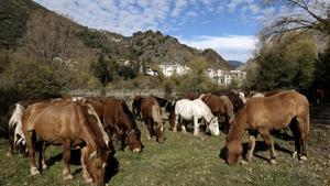 Un grupo de caballos.