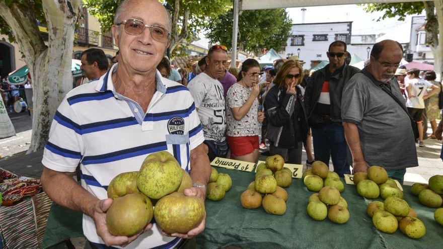 El concurso de la manzana reineta de Valleseco, en la edición de 2018.