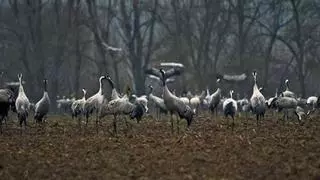 Así es Extremadura en invierno: tierra de tradiciones, patrimonio y naturaleza