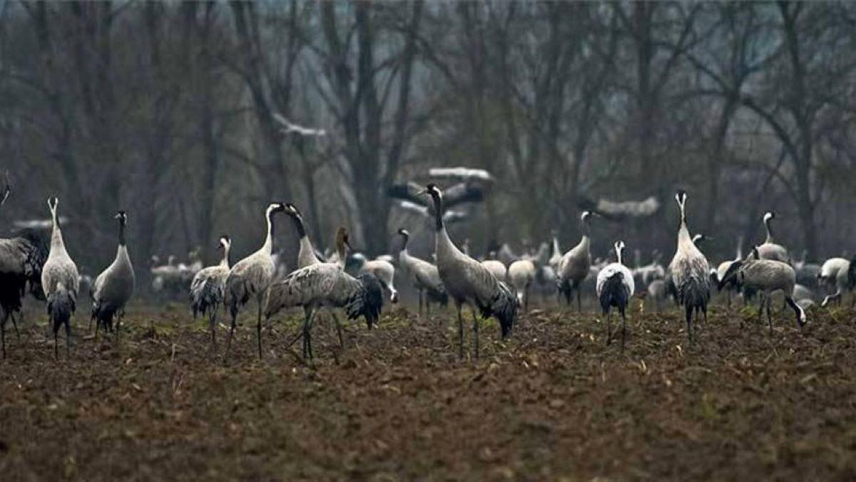 El espectáculo de las grullas llega a Extremadura con el invierno.