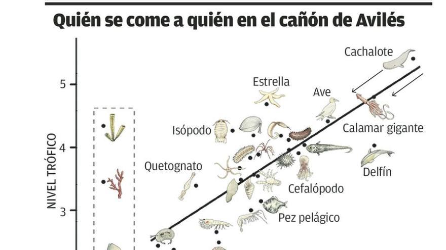 La cadena alimenticia del cañón de Avilés avala que el pez grande se come al chico