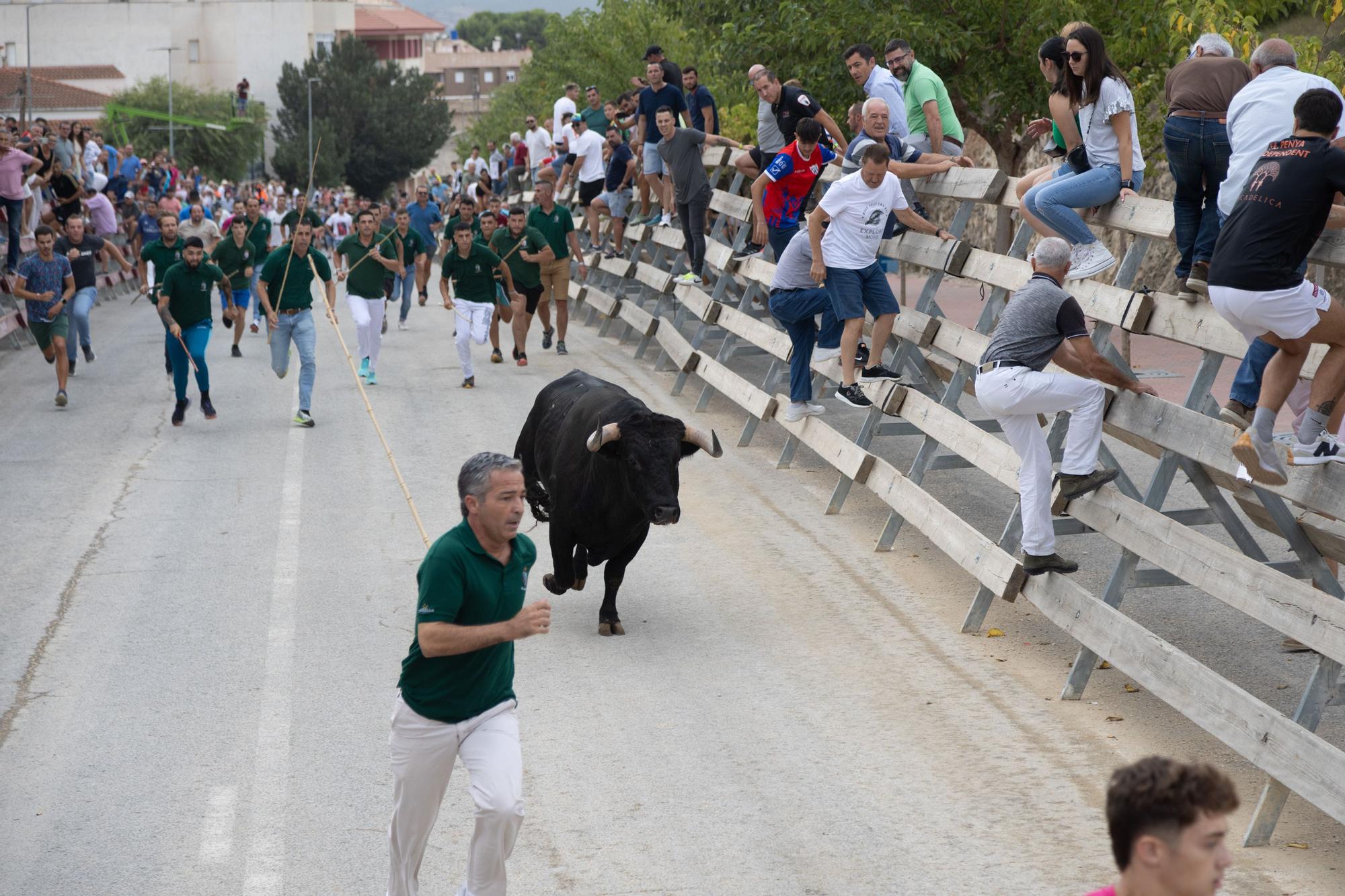 Tercer encierro de la Feria Taurina del Arroz en Calasparra