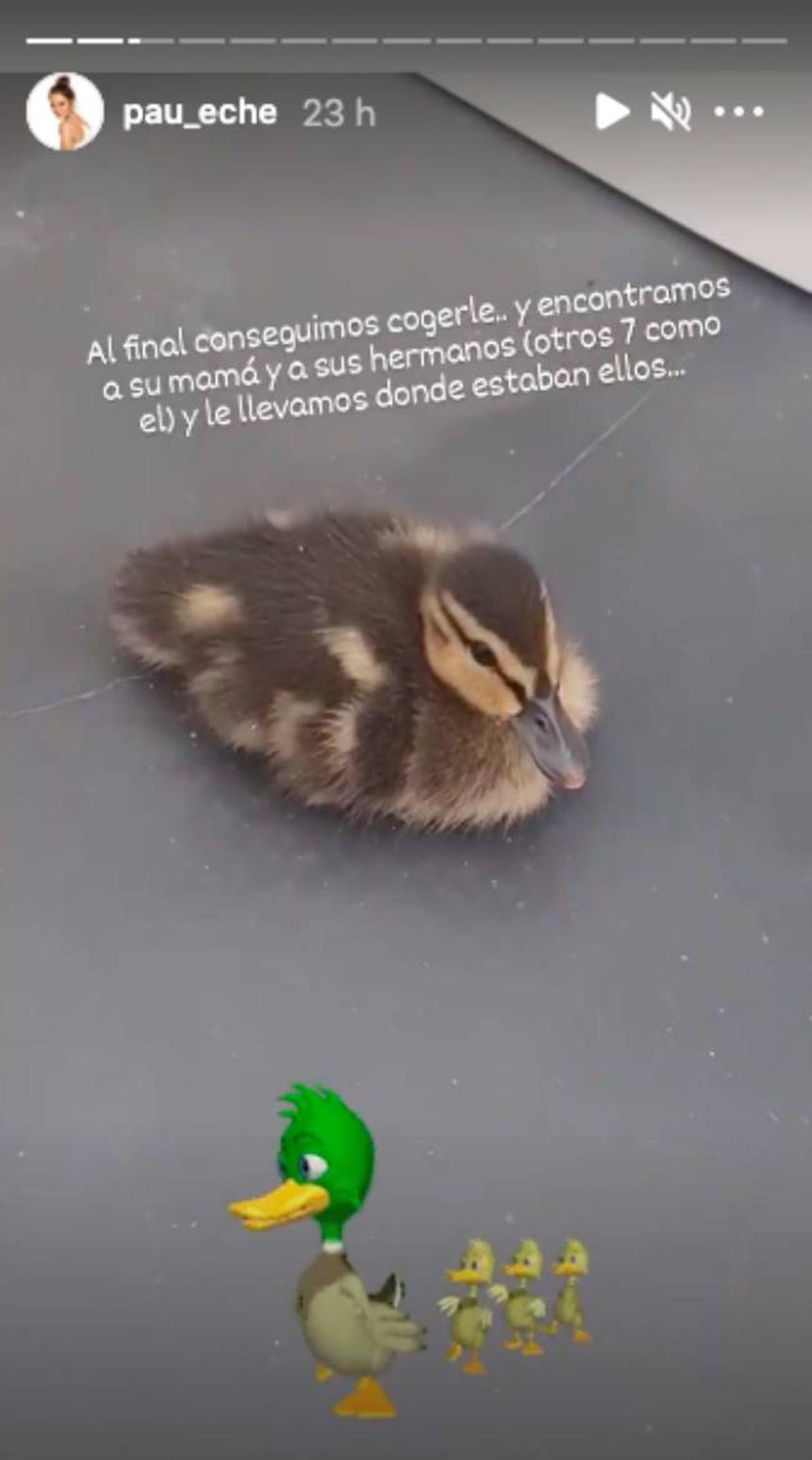 Paula Echevarría comparte el rescate del bebé pato que se coló en su casa