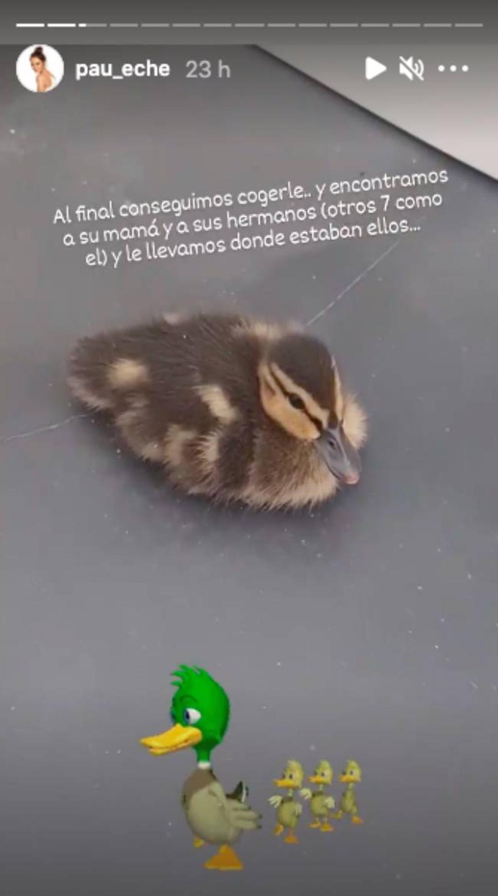 Paula Echevarría comparte el rescate del bebé pato que se coló en su casa