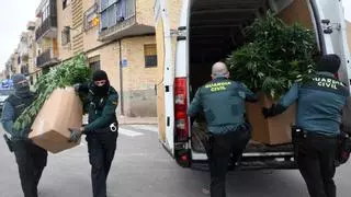 Más polen de marihuana en el aire de la Región de Murcia