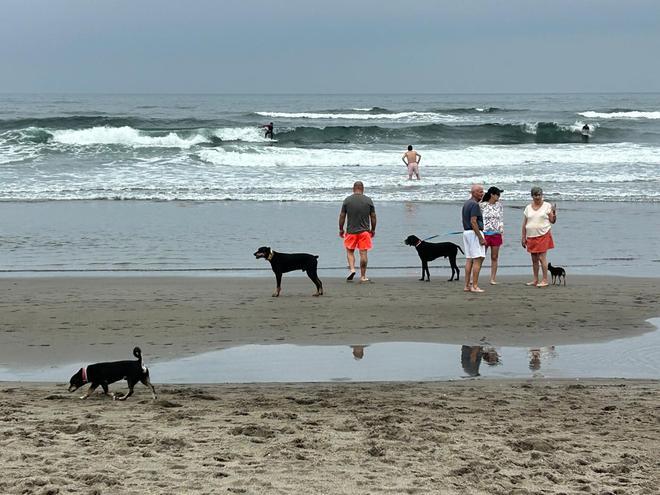 EN IMÁNGES: El Sablón de Bayas se convierte en un oasis estival para el turismo canino