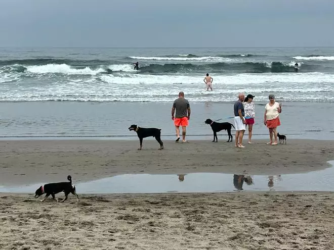 EN IMÁNGES: El Sablón de Bayas se convierte en un oasis estival para el turismo canino