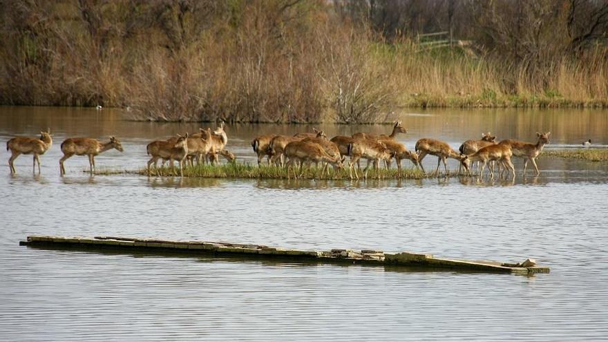 El Parc Natural dels Aiguamolls de l&#039;Empordà.