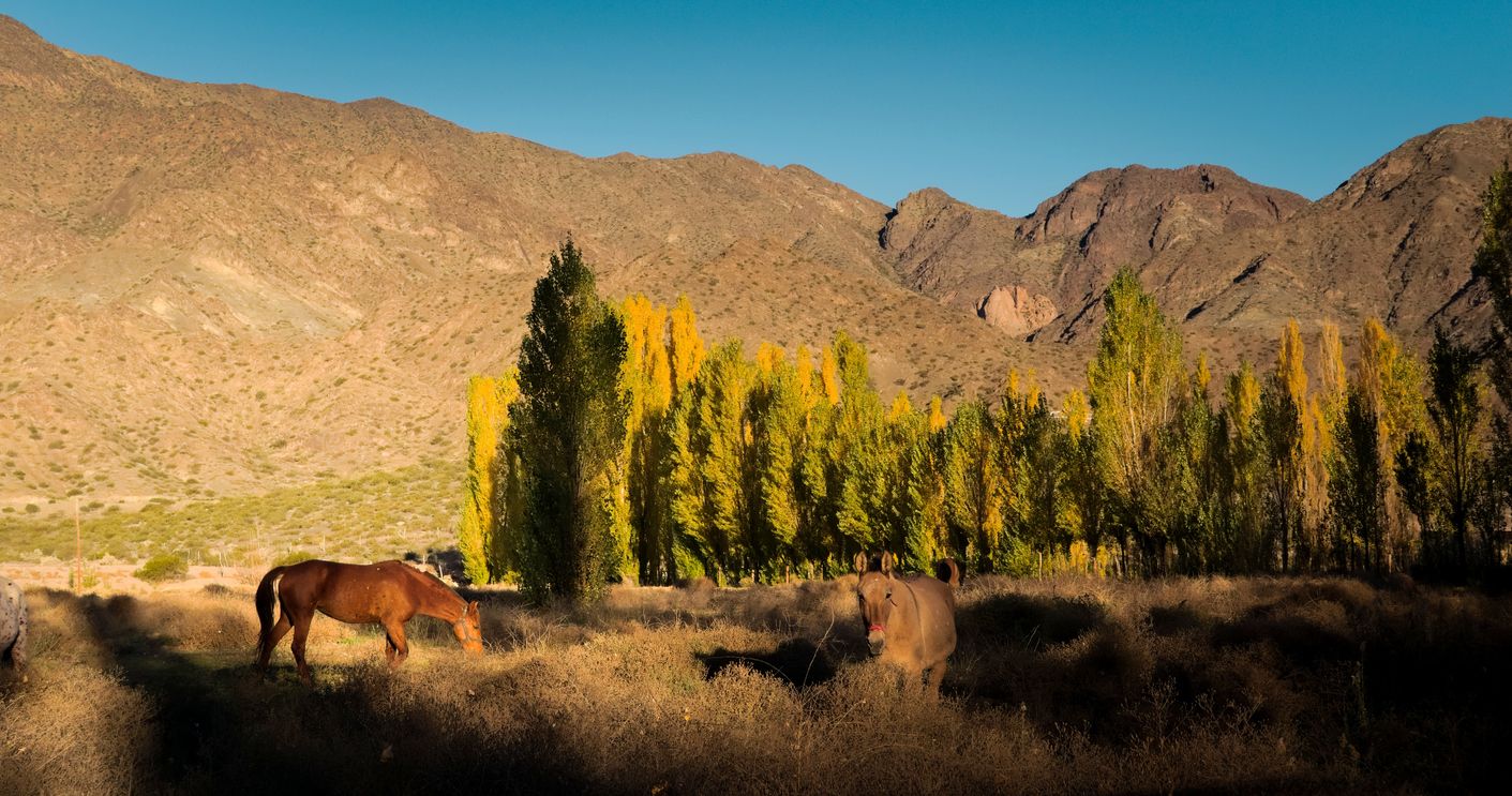Caballos salvajes en Mendoza, Argentina.