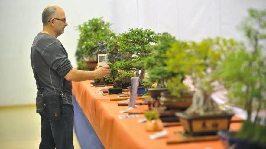 Exposición de un centenar de ejemplares del club Elx Bonsái en l&#039;Escorxador.