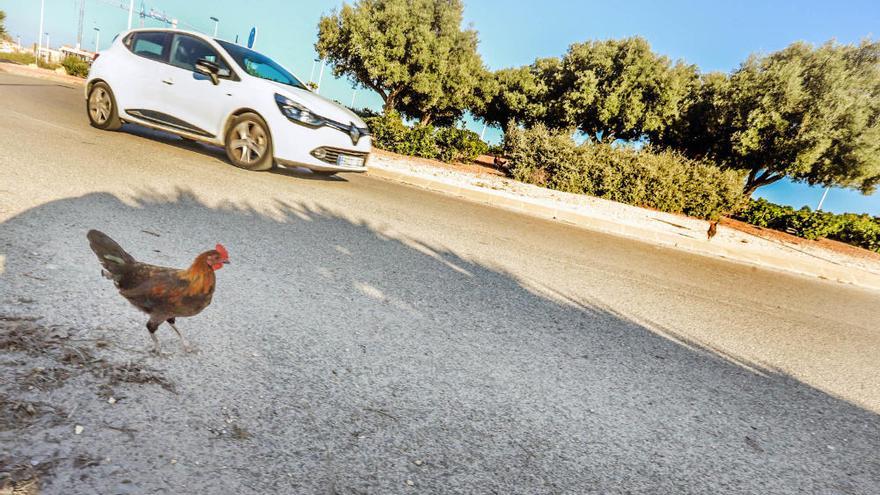 Una rotonda tomada por gallos, gallinas y pollos en Torrevieja