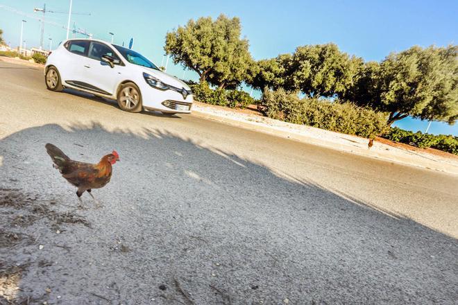 Una rotonda tomada por gallos, gallinas y pollos en Torrevieja