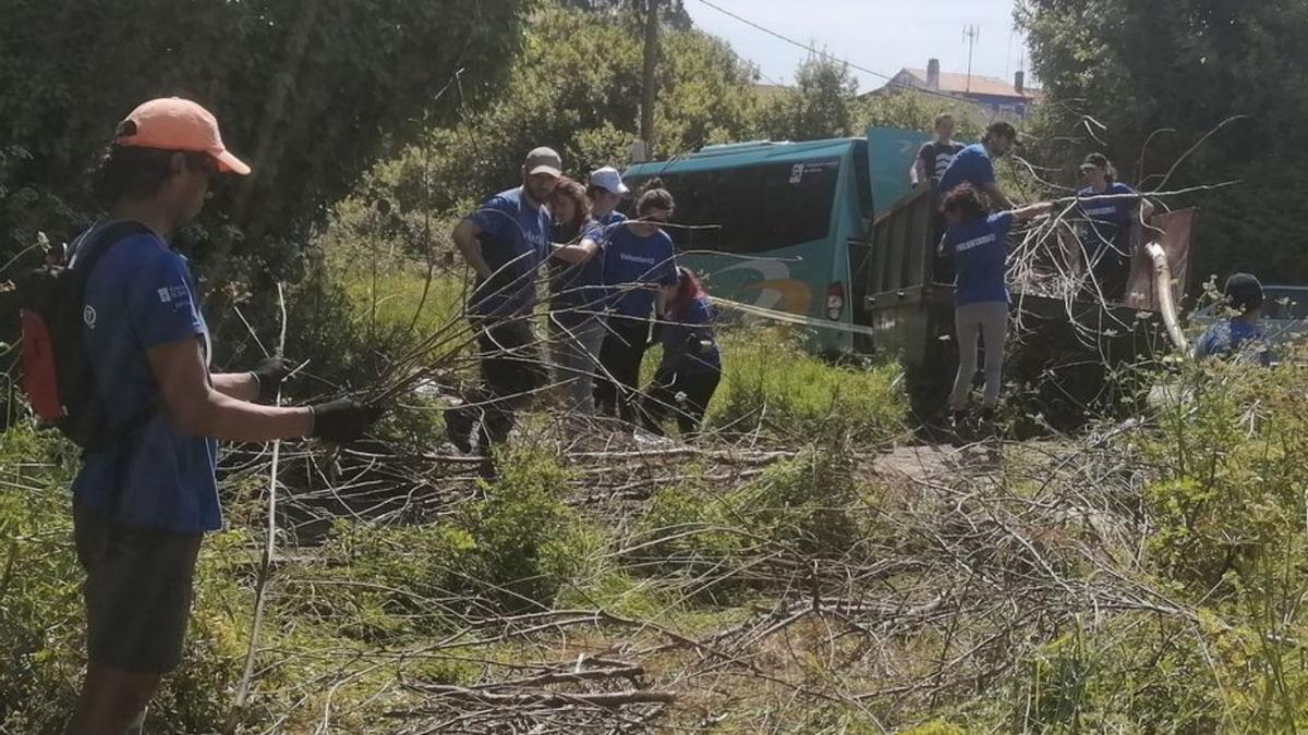 En lucha contra el álamo blanco en Ponte do Porco