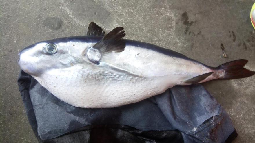 Hallan un ejemplar de pez  «fugu» muy venenoso en la playa de La Mata