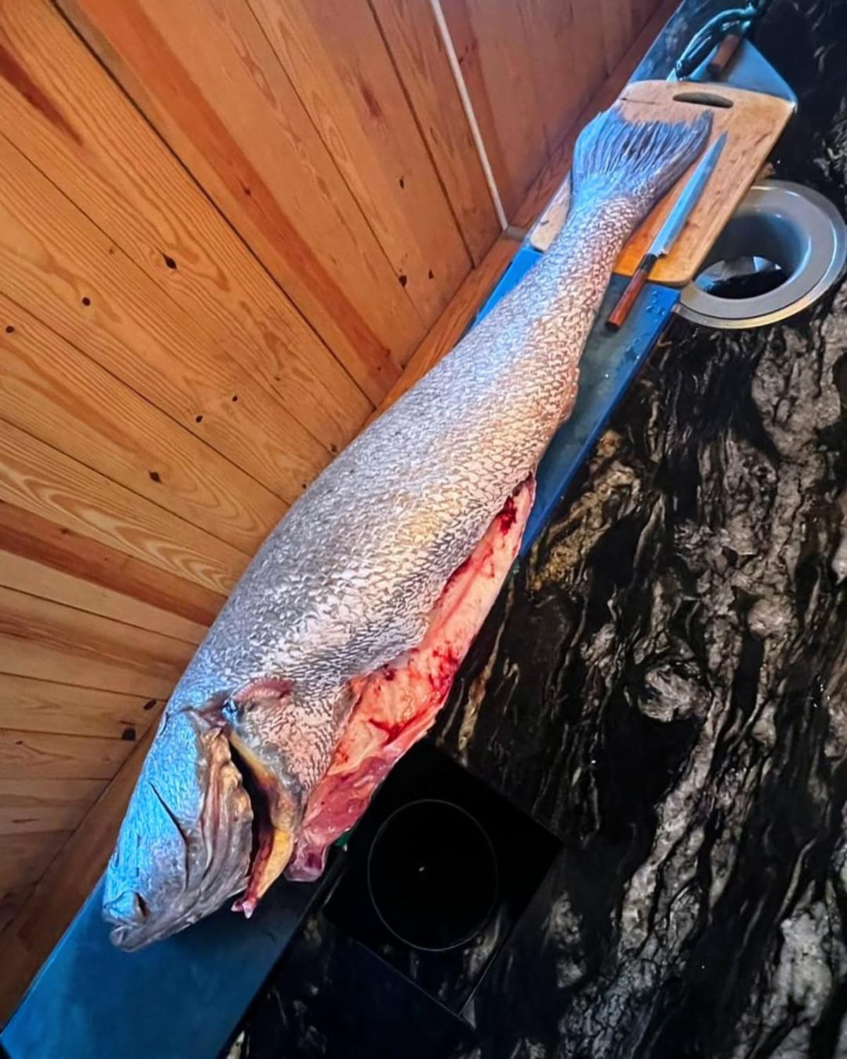 Un corvina de 40 kilos capturada en aguas portuguesas llega a este restaurante vigués