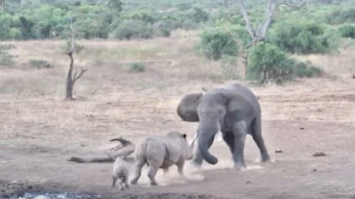 Un elefante ataca a unos rinocerontes