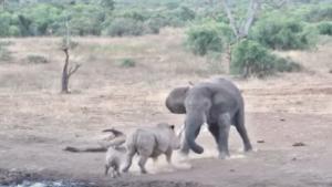 Un elefante ataca a unos rinocerontes