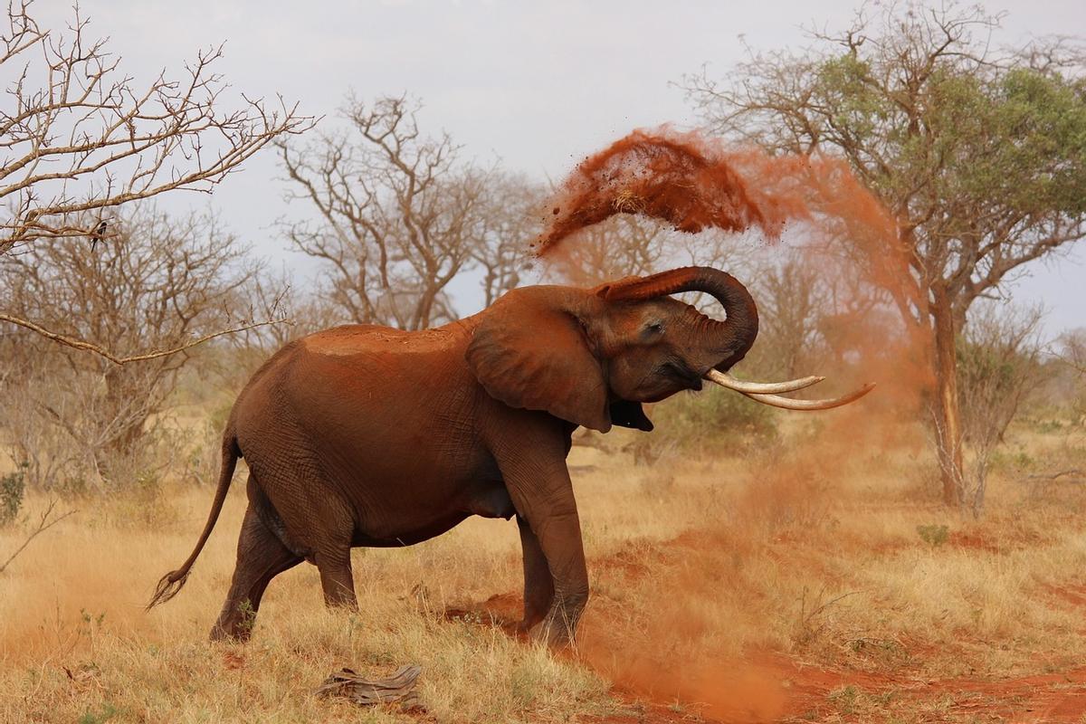 Ejemplar de elefante.