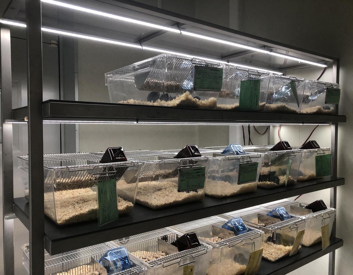 Sistema integral de iluminación para animales estabulados, de la UA