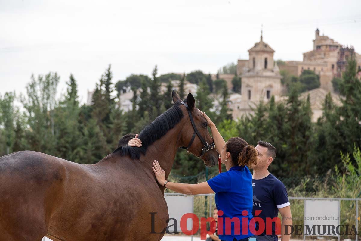 Control veterinario de los Caballos del Vino en Caravaca