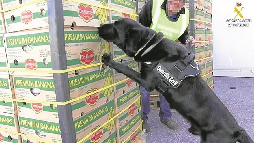 Dos detenidos en Valencia y Málaga por introducir cocaína en bananas