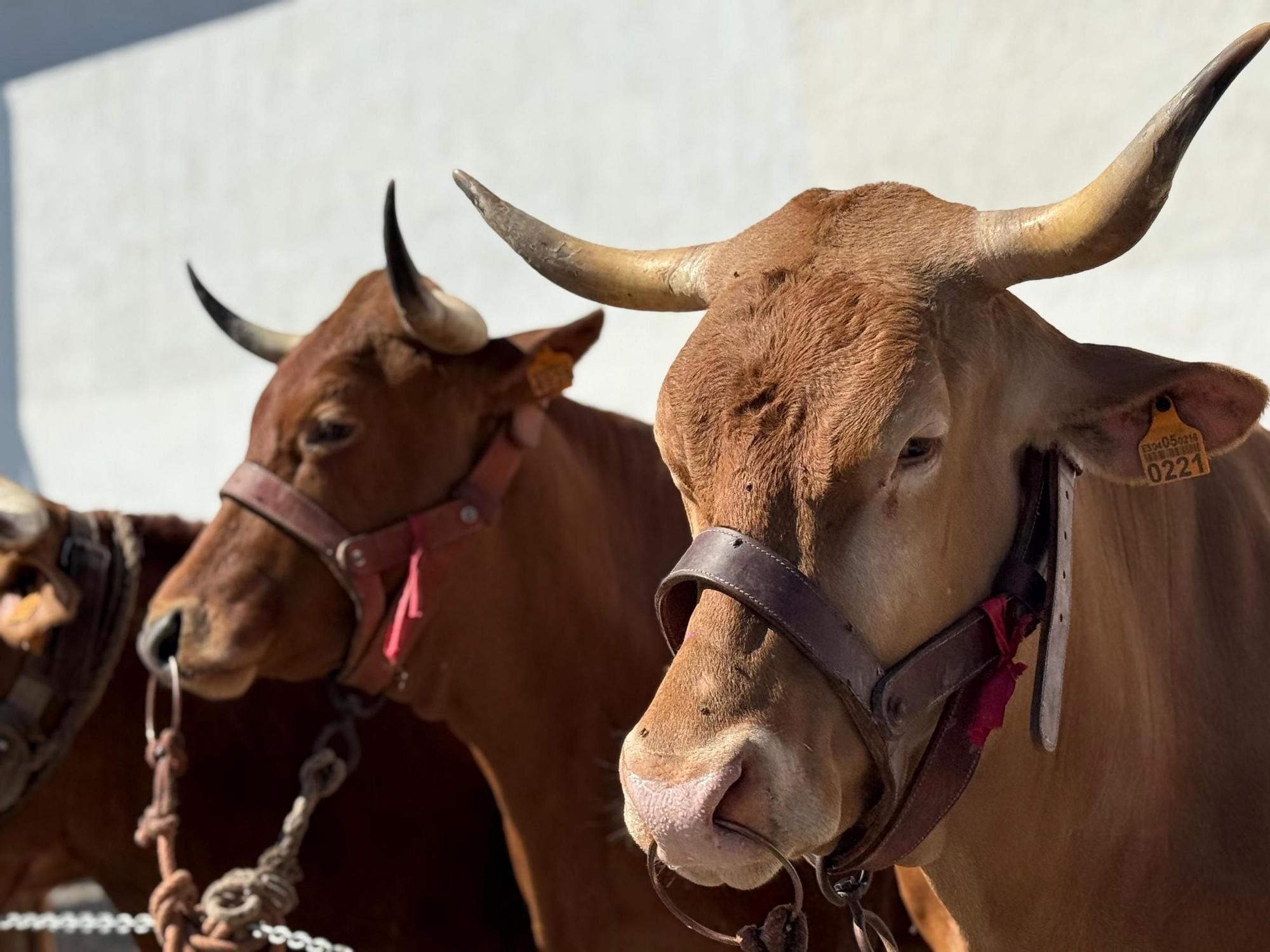 Día grande de las fiestas de San Isidro en Sardina