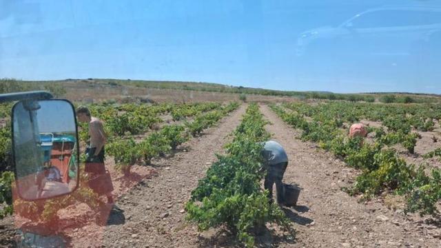 La recogida arrancó con las variedades blancas.