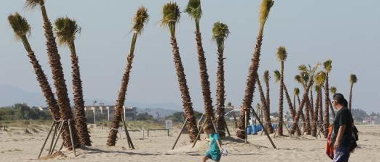 Vistas de las palmeras de la playa de Canet.