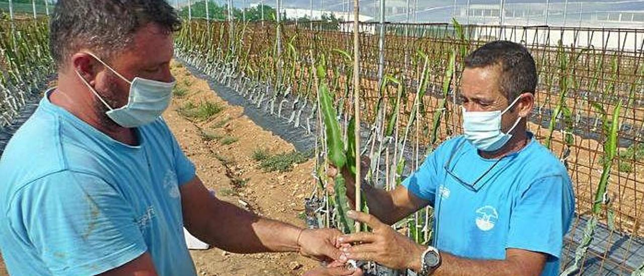 Sobre estas líneas, trabajadores de la finca. A la derecha  Pous señala una  flor de pitaya.