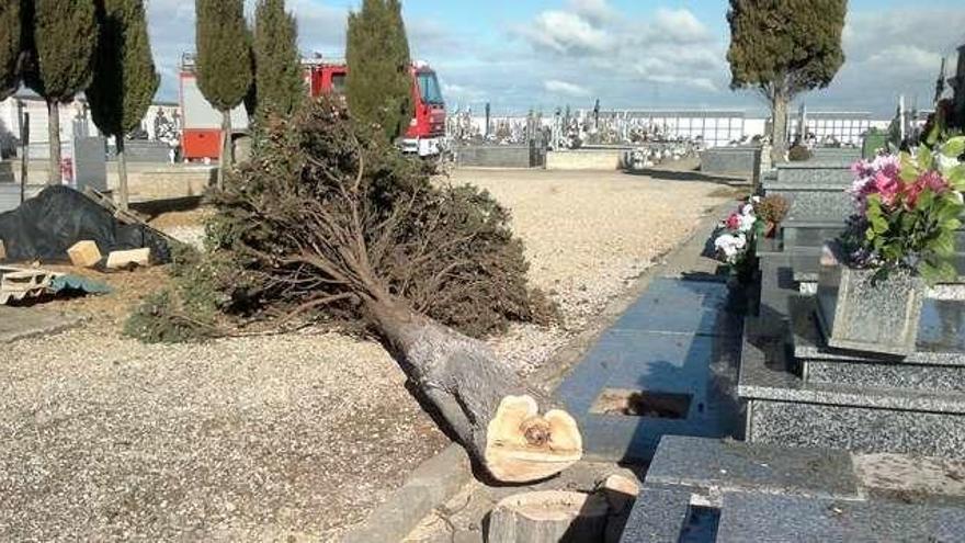 Uno de los ejemplares sobre los que tuvieron que actuar los bomberos.