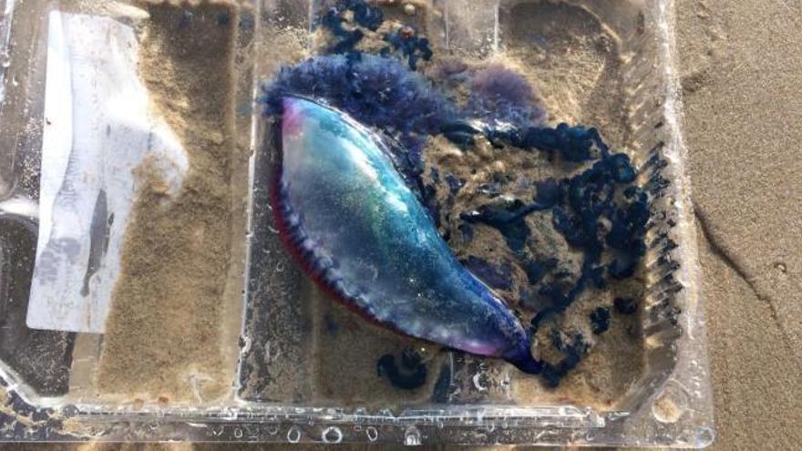 Una plaga de medusas muy venenosas llega a la playa de San Juan