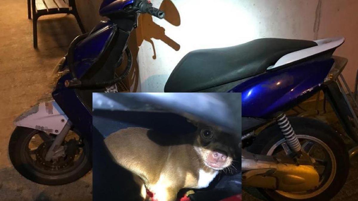 La moto en cuyo asiento ha sido encontrado el perro.