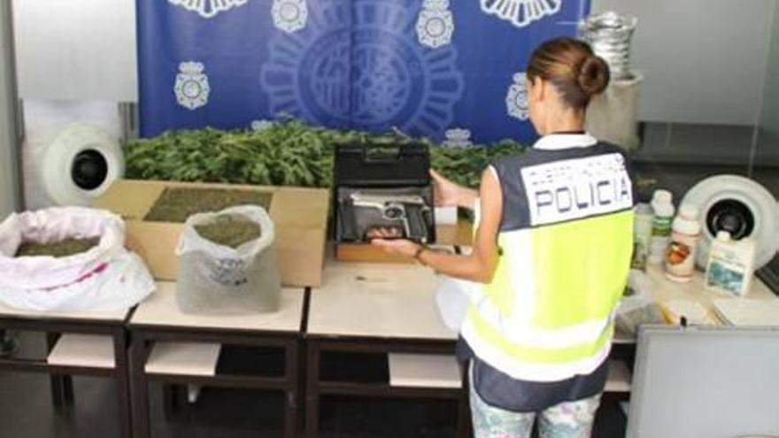 Desarticulan un cultivo de marihuana en El Moralet y detienen a una pareja